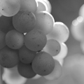 Weingut Stark - Uelversheim